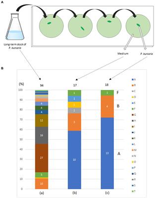 Establishment of an unfed strain of Paramecium bursaria and analysis of associated bacterial communities controlling its proliferation